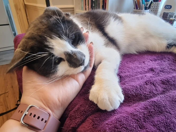 Not quite ready to adopt?