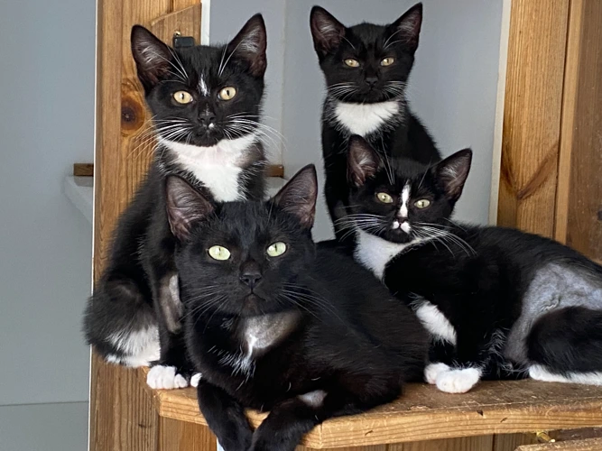 Kittens