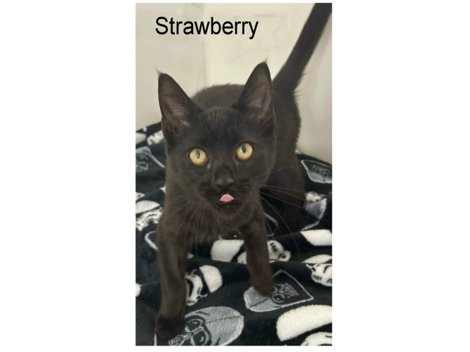 STRAWBERRY