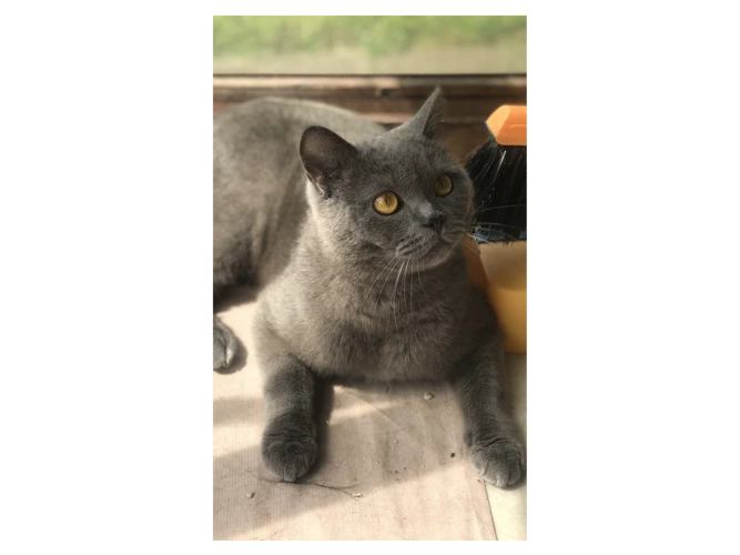 Boris