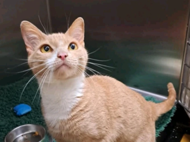 FEMALE STRAY