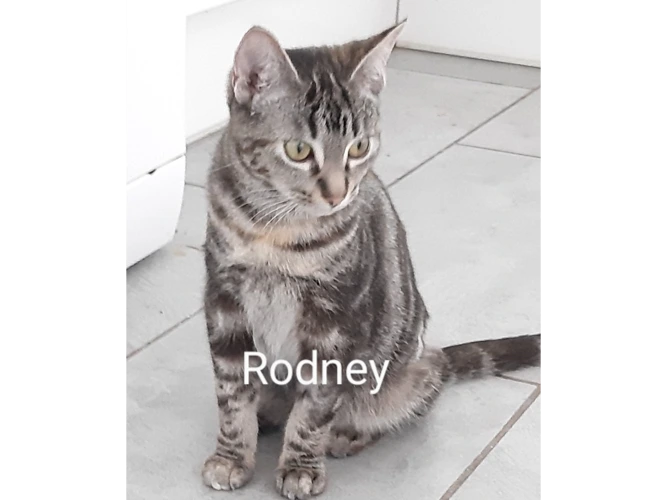 RODNEY