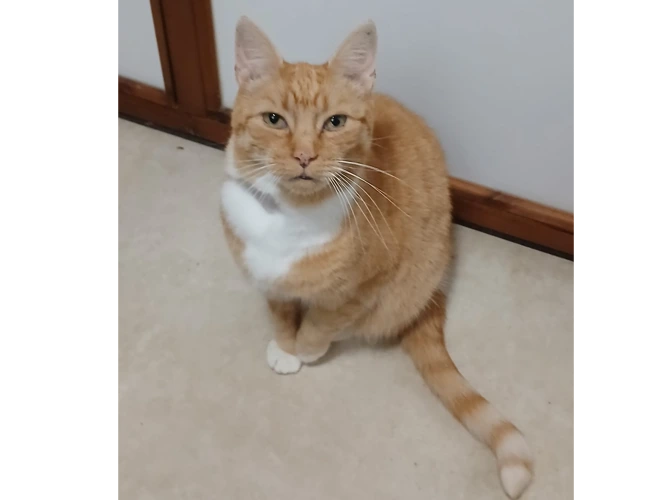 Aslan