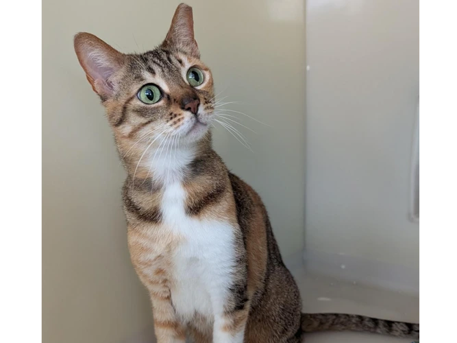 Leia