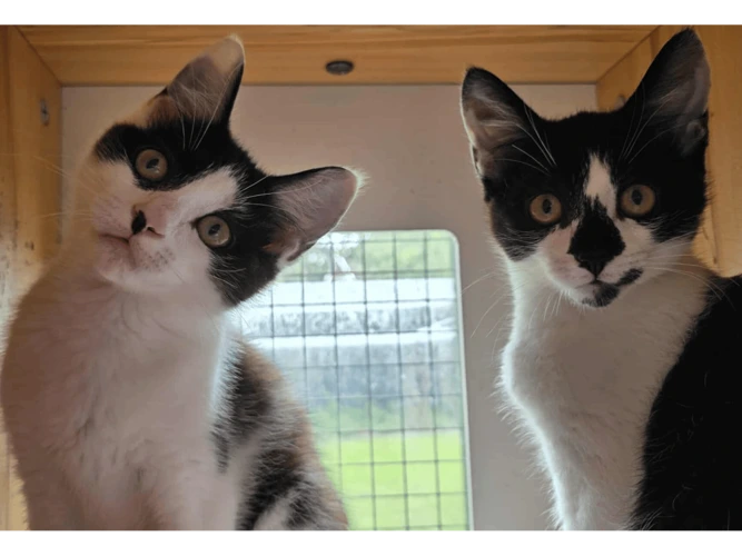 Oreo & Domino