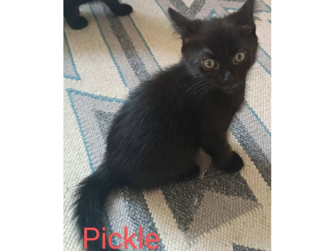 PICKLE