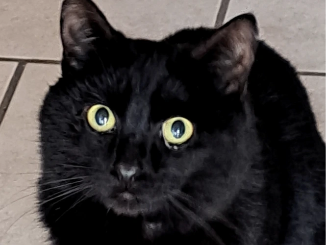 Jasper