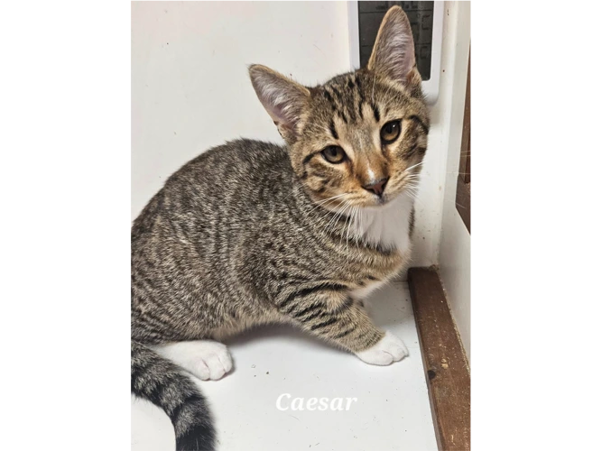 CAESAR