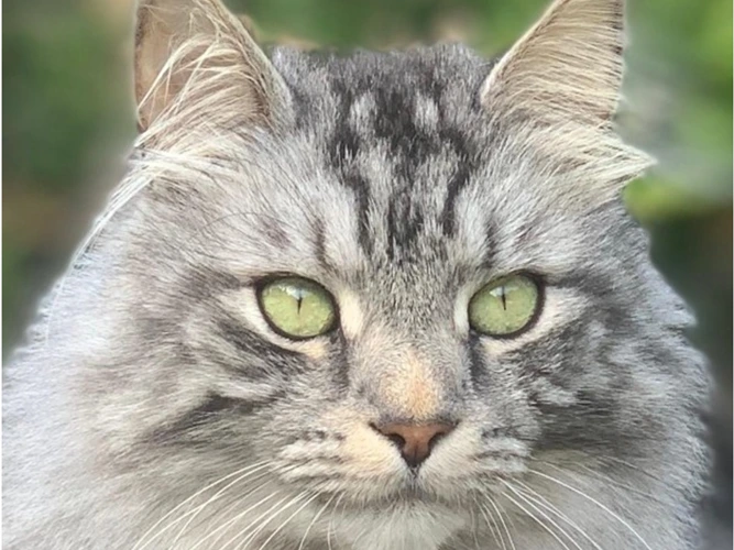 Milo