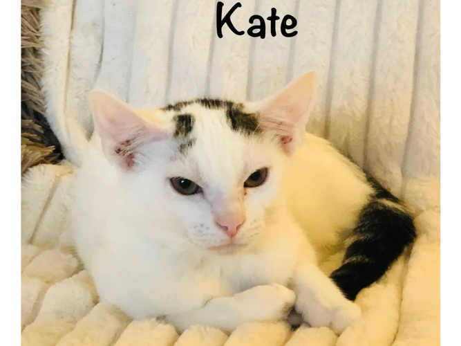 KATE