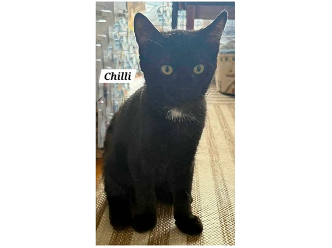 CHILLI