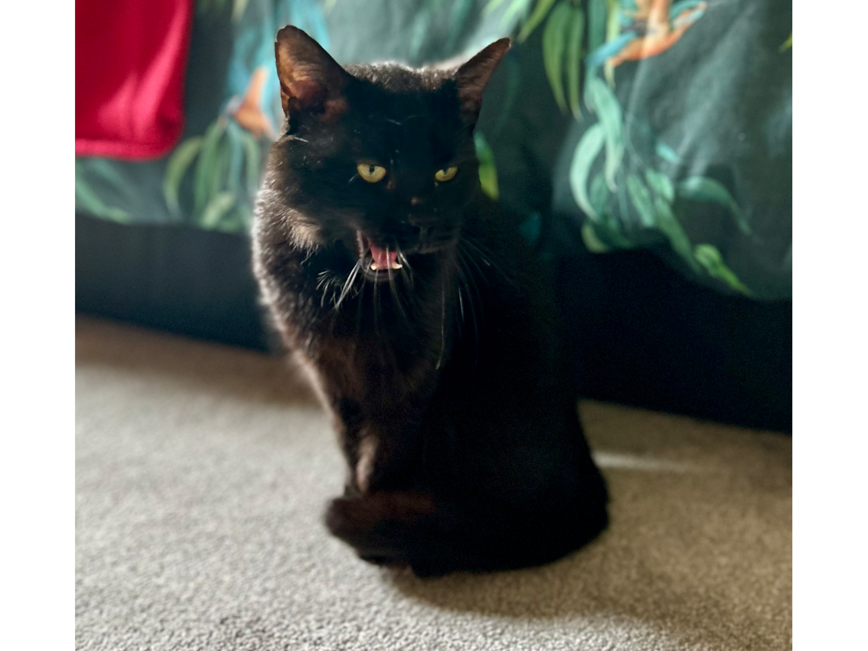 Mr B — Domestic Cat