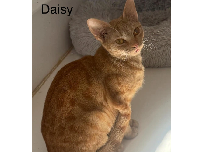 Daisy