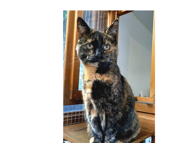 Mitzy