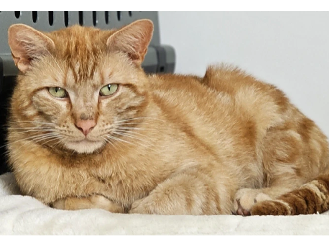 Marmaduke