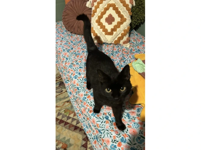 Bobby (and Pickle)