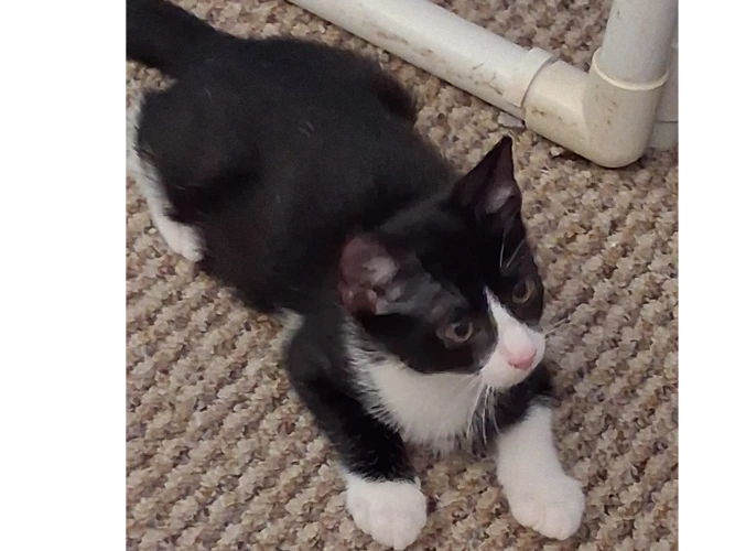 Binx