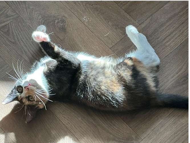 Cleo
