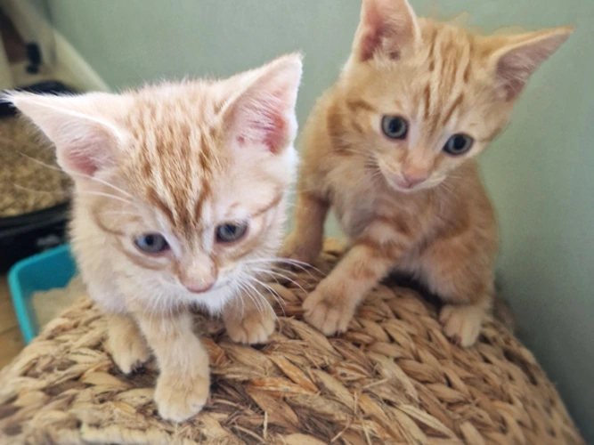 Kittens