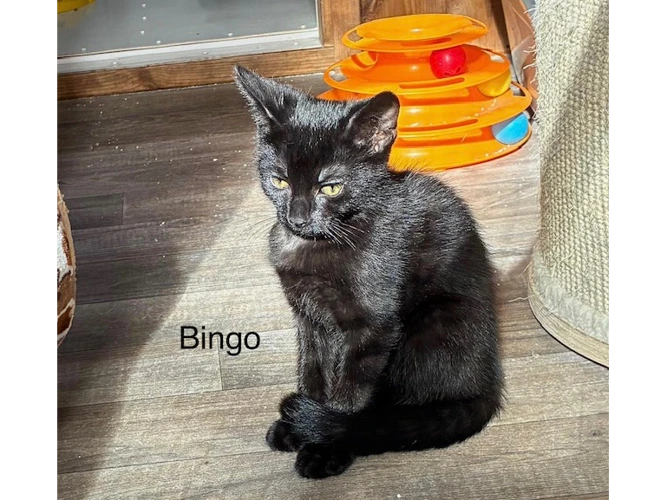 Bingo