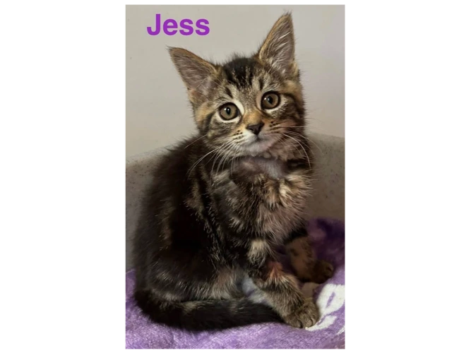 JESS