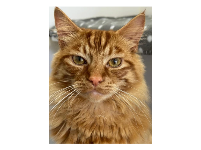 Sid