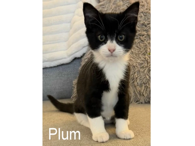 PLUM