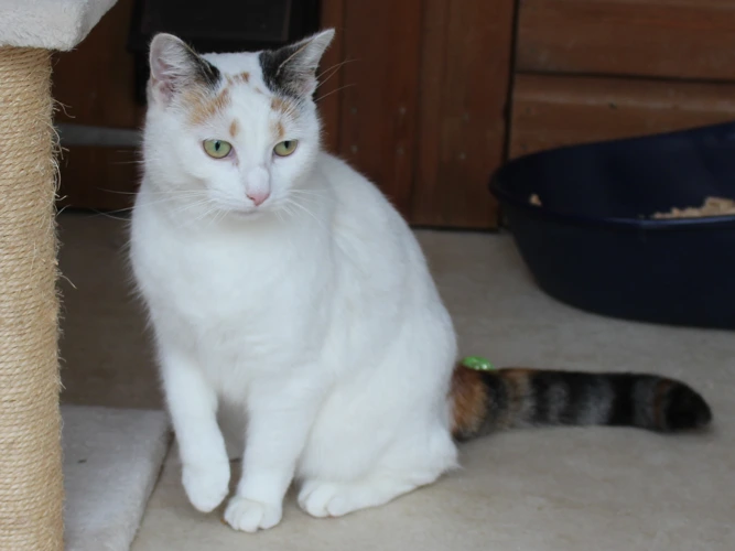 Millie