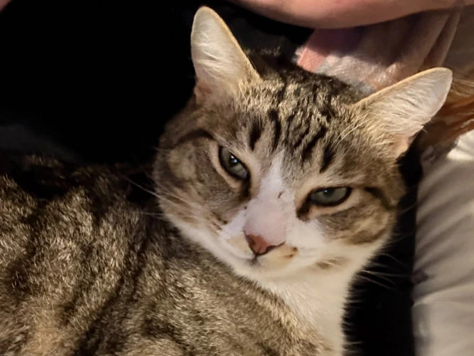 Nala