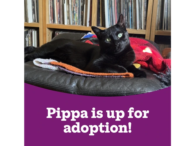 Pippa