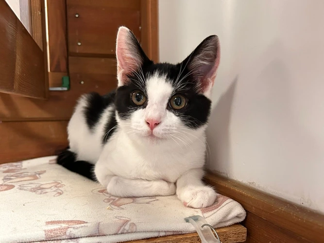 Louie