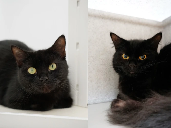 Barbie (Left) and Nova (Right)