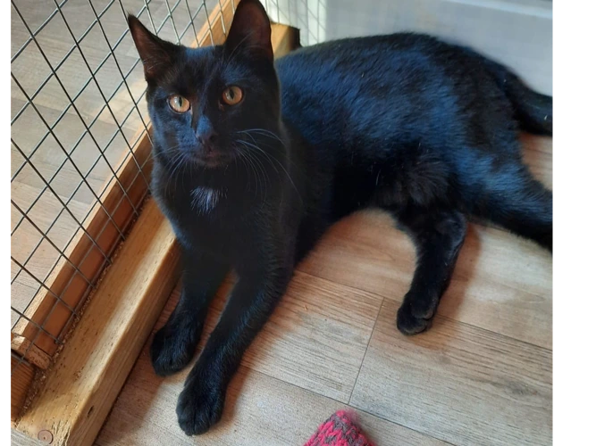 Marmite