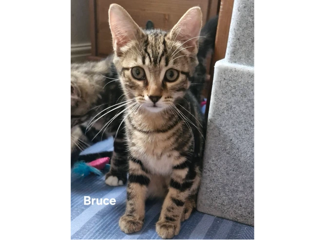 BRUCE
