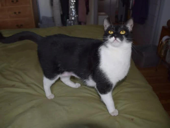 Batcat