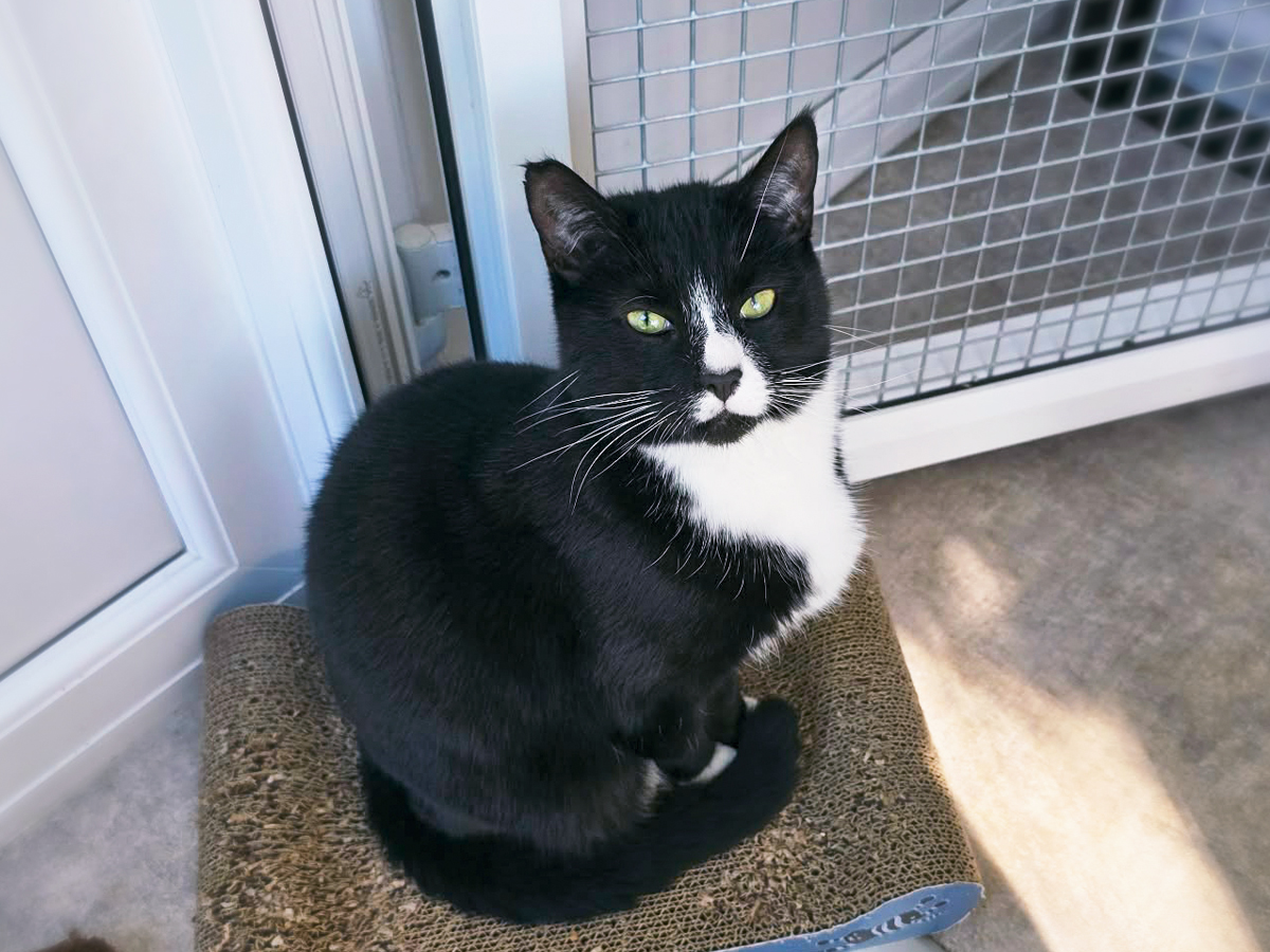 Stripes — Domestic Cat