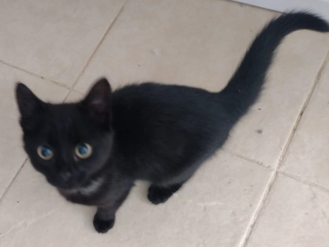 Ebony