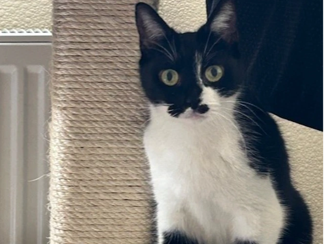 Cats Protection Bracknell & Wokingham Districts Branch