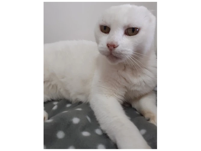 Miss Missy White