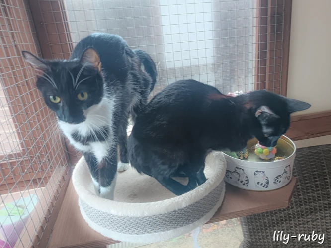 Lily & Ruby