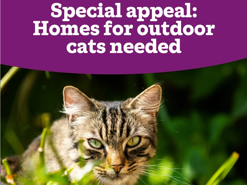 Special appeal - outdoor cats — Domestic Cat