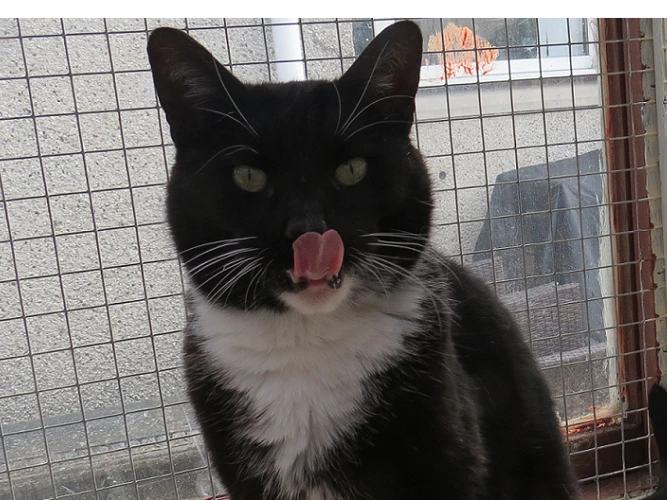 Oreo