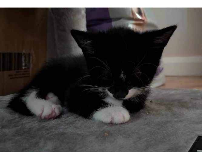 1 Adorable Kitten!!