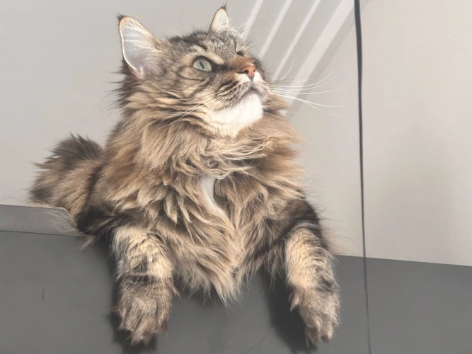 Caesar