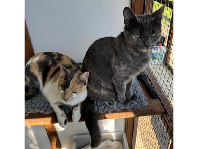 Suki (with Millie see next profile)