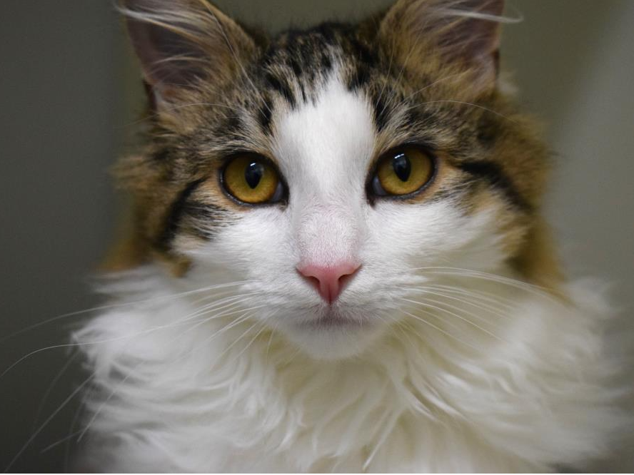 Samson — Domestic Cat