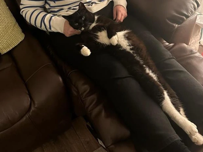 6-year-old Mittens