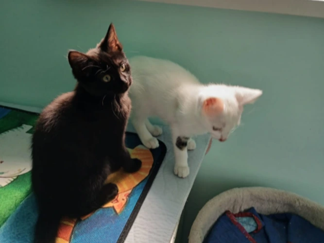 Bella's Kittens: Fleur, Freya and Ollie