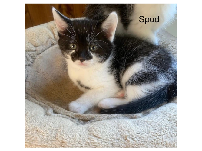 Spud