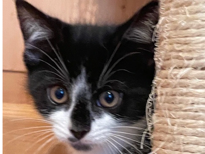 Albus